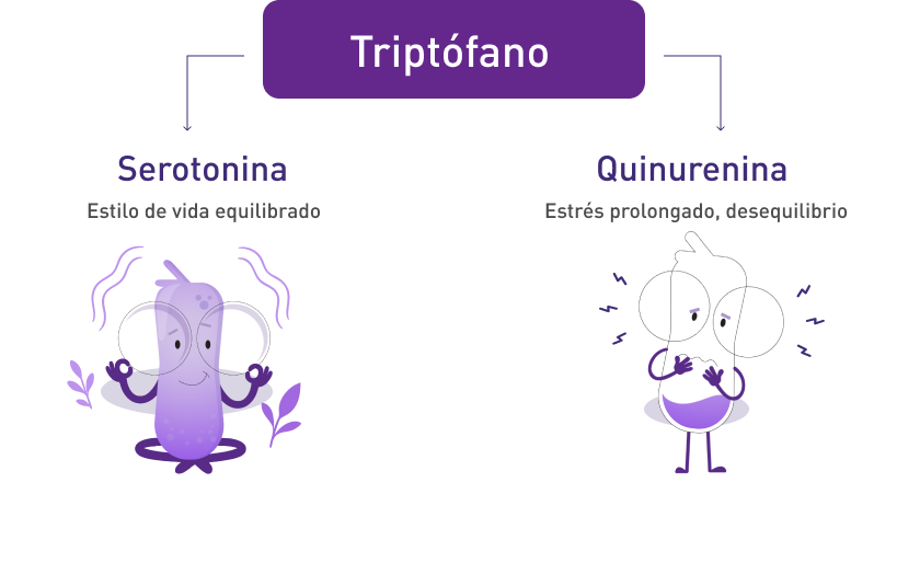 Cuando explicativo triptófano